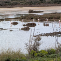 **Dimanche 02.02.2025 / Les Hauts de Giens